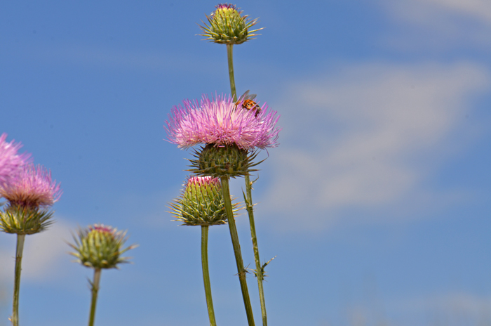 New Mexico Thistle large showy tubular flowers are attractive to many native bees (nectar and pollen) and insects. Cirsium neomexicanum 